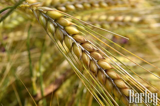 Barley
