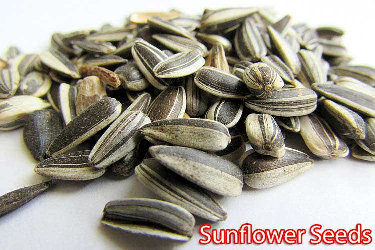 Sunflower Seeds