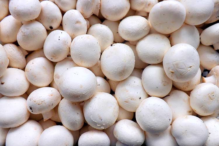 Mushrooms