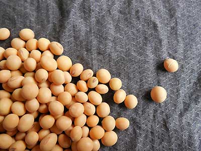 soy