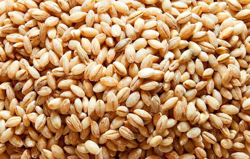 barley