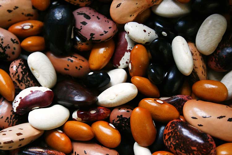 Beans/Legumes